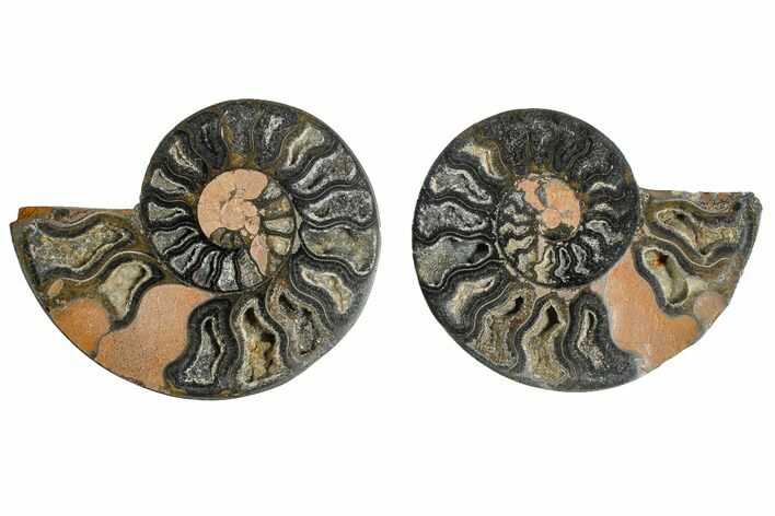 Cut/Polished Ammonite Fossil - Unusual Black Color #165479